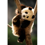Panda Dayz