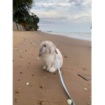 Bubblegum Bunnys