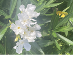 Vibe_blossom