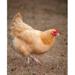 chickeee group