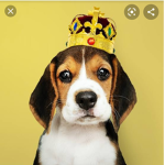 Puppy dogs are cute