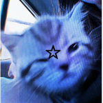 The Vibe Cat
