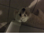 Dj dog