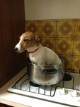 dog in pot