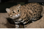 Cats club cool