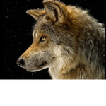 Wolf howlers!