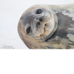 Seals unite!