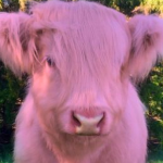 Cattle Crew