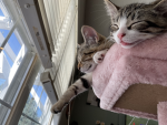 Kittens and Pickles