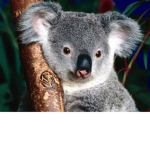 flwrful koala’s