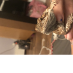 Please join I like lizards