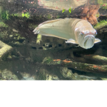 The High Fish