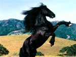Texan Horse Lovers