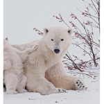 Soft Bears•