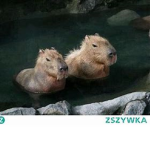 capibara_wodniara