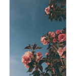 Brxkenrxsesii