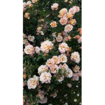 Aesthetic*Daisy