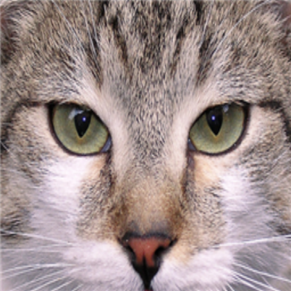 Cat face Roblox decal