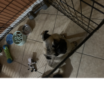 Benji the pug