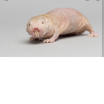 $rat