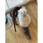 big small meowwww