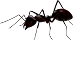 Ant’s Army!