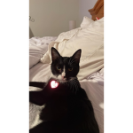 Cat loving people ONLY