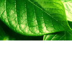 Green Leaf Group
