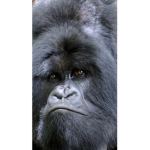 Big Gorilla’s