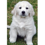 the dog!.........