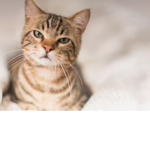 Cat club360