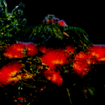Mimosa Tenuiflora