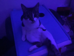 Kitty sitting like that