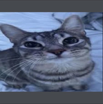 Melonfin ugc