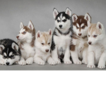 Dog And Puppy Fans!!!