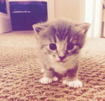 kittems’