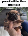 My name doofus :D
