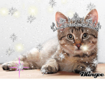 Kitty Sparkles Inc.