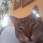 Tiger Friends Girl