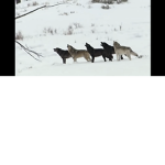The raised by wolves fan group