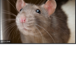 Rats are species