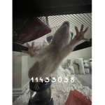ilovemyrat