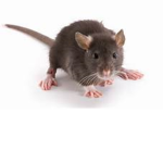 Rat Giveaways