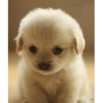 Super cute puppies!!!