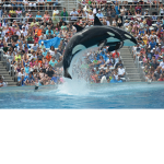 The DoIphin Company