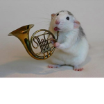 Rat Like
