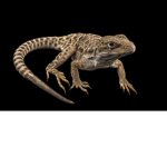 LizardArmyROBLOX