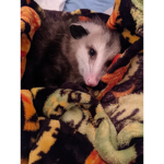 Possum Empire