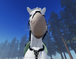Blossom equine club