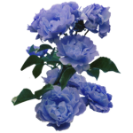 myrtille